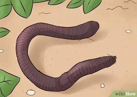 Nourrir Worm Farm Worms Étape 1