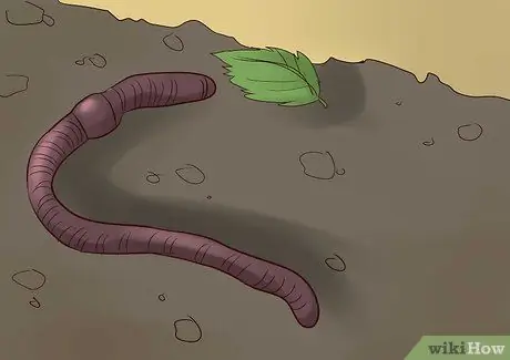 Nourrir Worm Farm Worms Étape 3