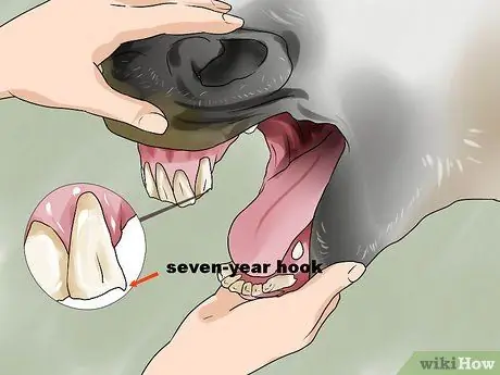 Tell a Horse's Age by Its Teeth Step 13