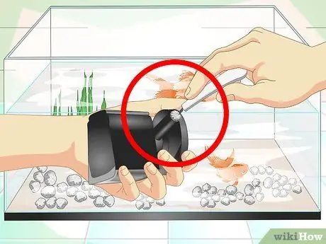 Keep Aquarium Water Clear Step 10