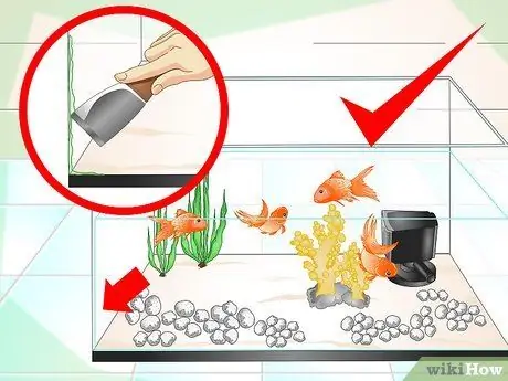 Keep Aquarium Water Clear Step 14