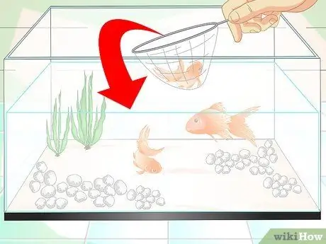 Keep Aquarium Water Clear Step 5