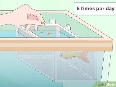 Feed Guppies Step 11