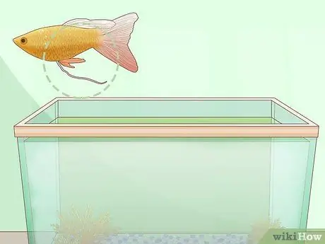 Feed Guppies Step 5