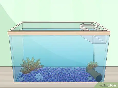 Feed Guppies Step 8