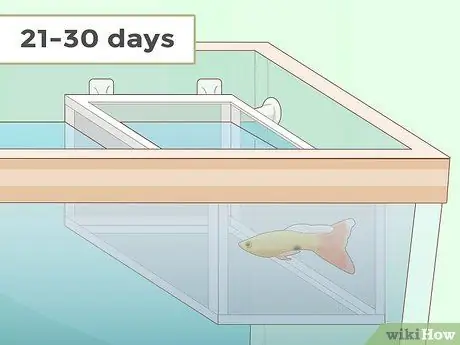 Feed Guppies Step 9