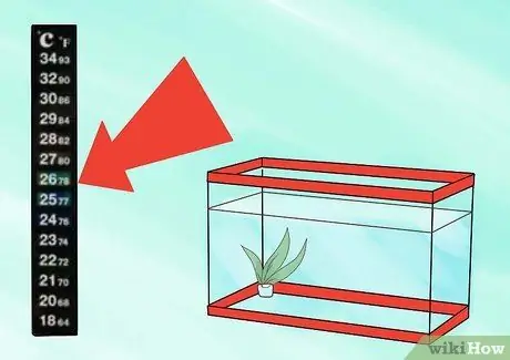 Breed Guppies Step 4