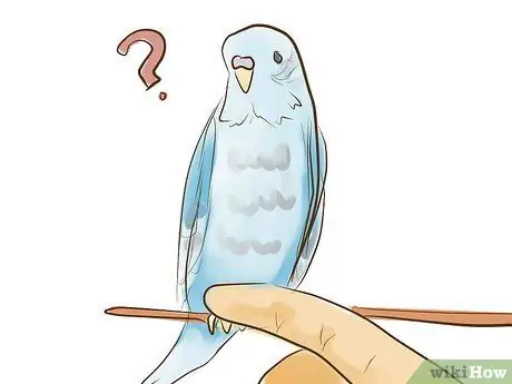 Tame Your Budgies Step 5