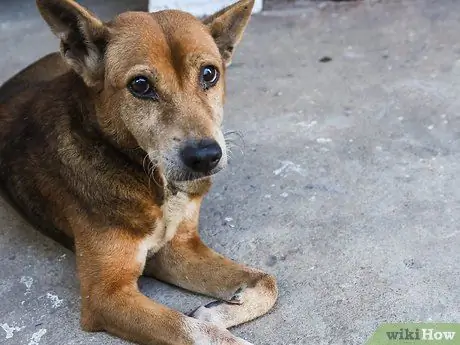 Bir Fotoğraf Denemesi Yapın Adım 10