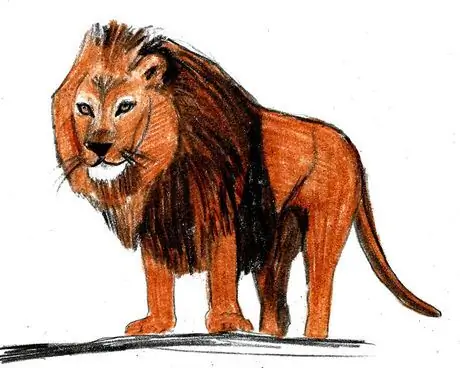 Realistický úvod Lion