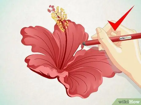 Menggambar Kartun Bunga Hibiscus Langkah 6