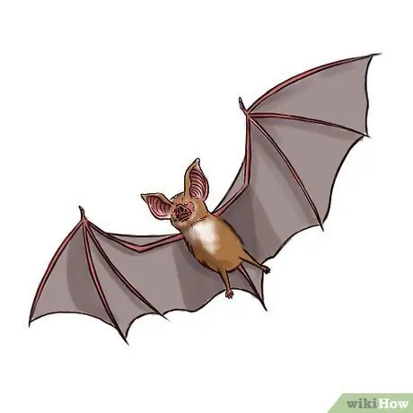 Pengenalan Bat