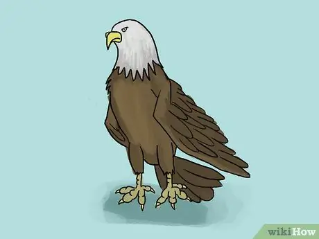 Draw an Eagle Step 30