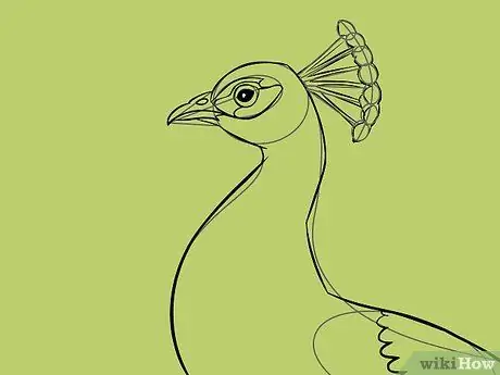 Draw an Exotic Peacock Step 24