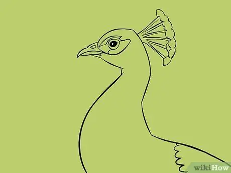 Draw an Exotic Peacock Step 25