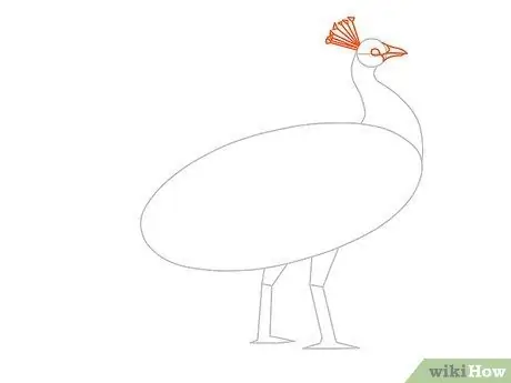 Draw an Exotic Peacock Step 13