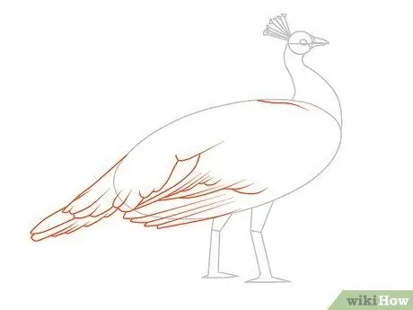 Draw an Exotic Peacock Step 14