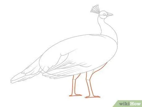 Draw an Exotic Peacock Step 15