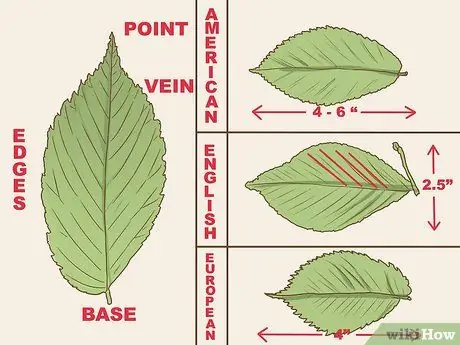 Kilalanin ang isang Elm Tree Hakbang 1