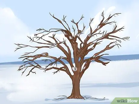 Identify an Elm Tree Step 12