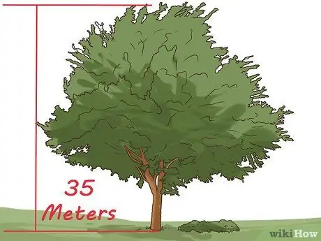 Kenalpasti Pokok Elm Langkah 3