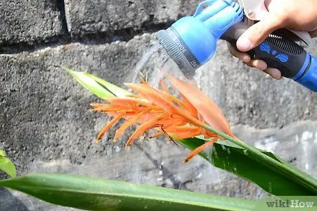 Grow Bird of Paradise Krok 3