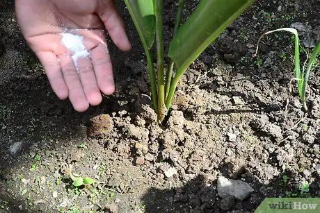 Grow Bird of Paradise Step 5