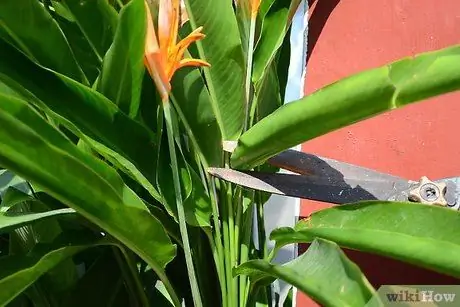 Grow Bird of Paradise Krok 6