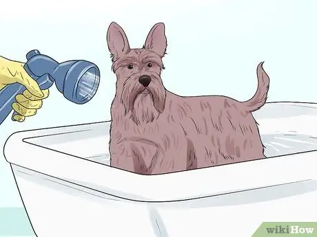 Toilettage d'un Schnauzer nain Étape 2