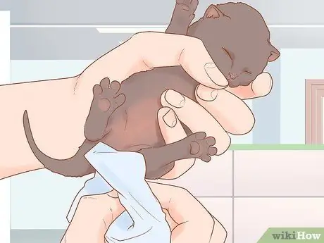 Take Care of Kittens Step 12