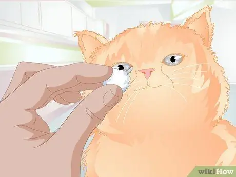 Clean Gunk from Your Cat's Eyes Step 4