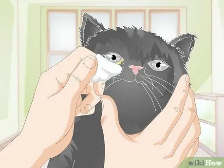 Clean Gunk from Your Cat's Eyes Step 8