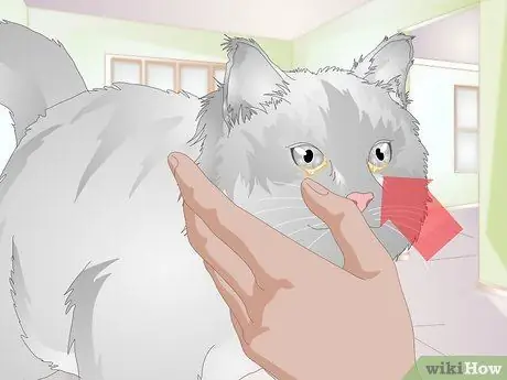 Clean Gunk from Your Cat's Eyes Step 9